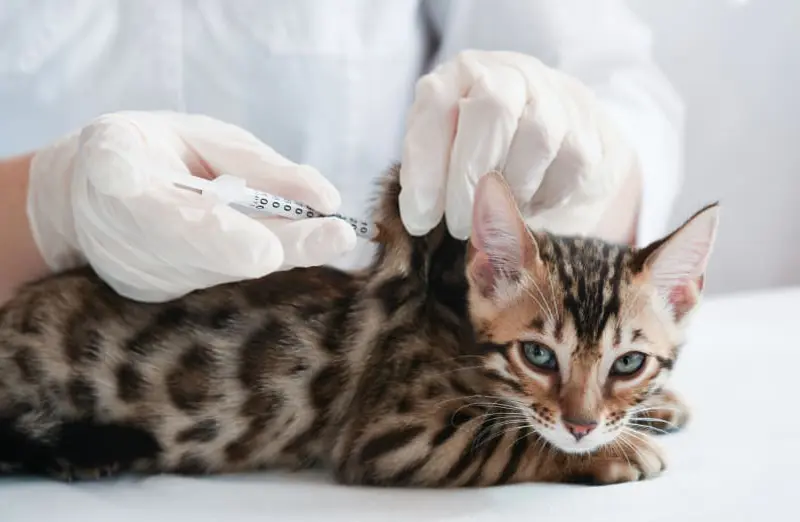 What Vaccinations Does Your Cat Need