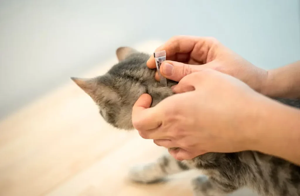 How Can You Prevent Fleas and Ticks on Your Cat