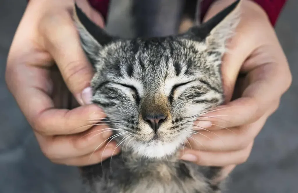 What Are the Signs of a Happy Cat