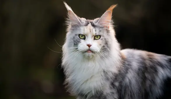 Which cat breed is the largest in the world