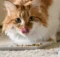 Are You Providing the Right Nutrition for Your Cat