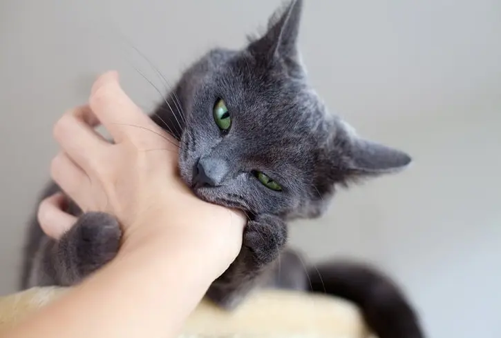 Do Cats Feel Protective of Their Human Families?