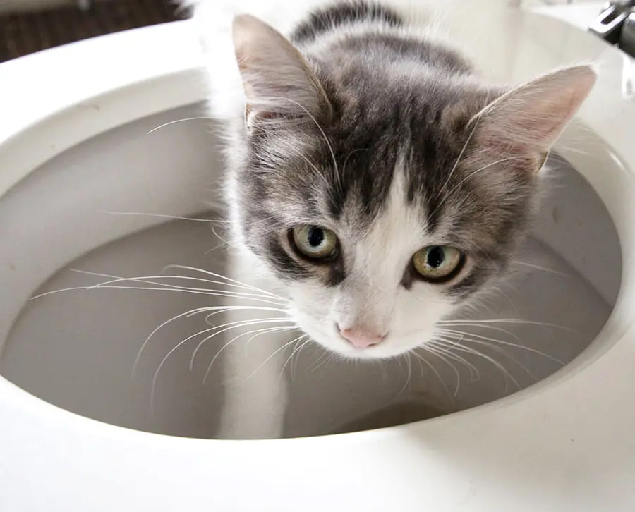 How can you teach your cat to use the toilet